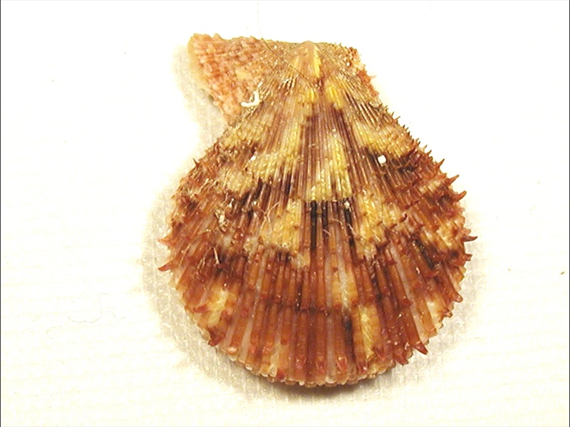 Famiglia Pectinidae